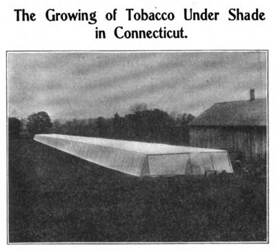 The Growing of Tobacco Under Shade in Connecticut
