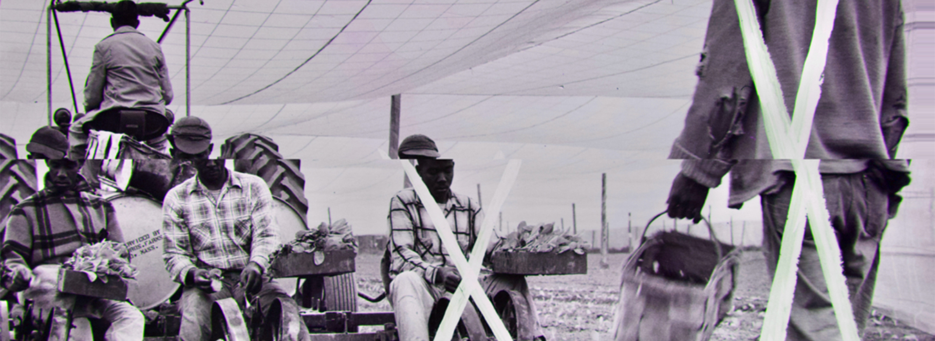 Black and white photo of several workers on a tobacco plantation with an X over two individuals